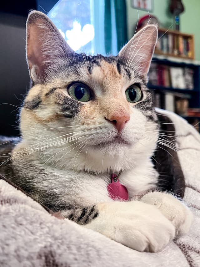 Josie